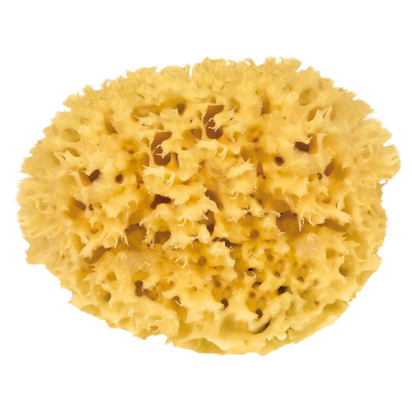 Éponge naturelle 16cm